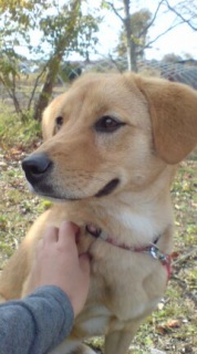 �V�����Ƒ�