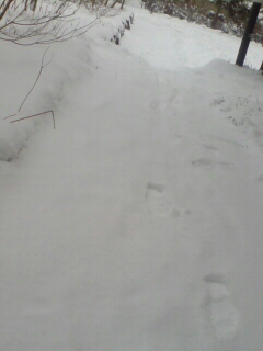 �����܂��Ă��߂łƂ��������܂�