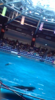 �P���̂��ꂱ�� ���̂���