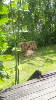 �Ă̂����x��