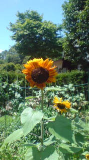 ��̉ԁE�Ȃ₷�݂P