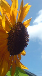 ��̉ԁE�Ȃ₷�݂Q