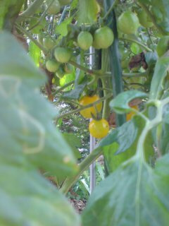 �g�}�g�E�Ȃ₷�݂V