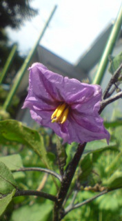 ��̉ԁE�Ȃ₷�݂W