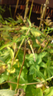 ��̒��E�Ȃ₷�݂X