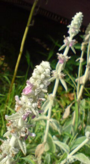 ��̉ԁE�Ȃ₷�݂P�O