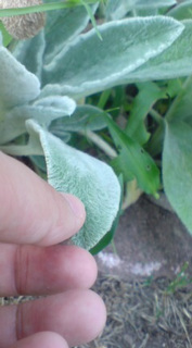 �����Y�C���[�E�Ȃ₷�݂P�P