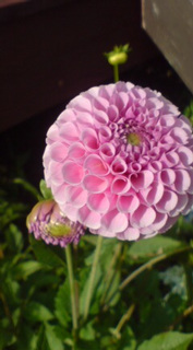 ��̉ԁE�Ȃ₷�݂P�Q