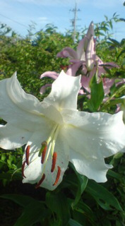 ��̉ԁE�Ȃ₷�݂P�R