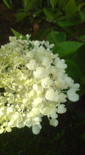 ��̉ԁE�Ȃ₷�݂P�S