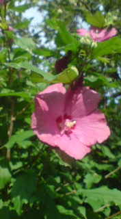 ��̉ԁE�Ȃ₷�݂P�T