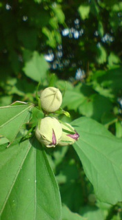 ��̉ԁE�Ȃ₷�݂P�U