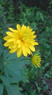 ��̉ԁE�Ȃ₷�݂P�V