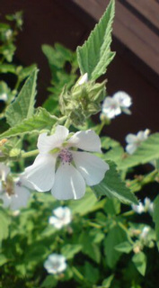 ��̉ԁE�Ȃ₷�݂P�W