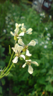 ��̉ԁE�Ȃ₷�݂P�X