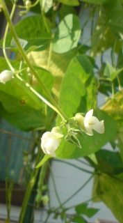 ��̉ԁH�E�Ȃ₷�݂Q�O