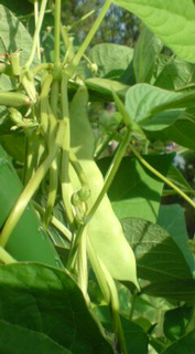 ���ׂ��́E�Ȃ₷�݂Q�P