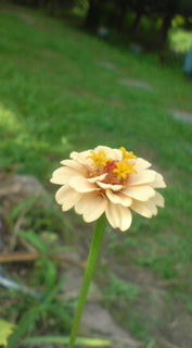 ��̉ԁE�Ȃ₷�݂Q�Q