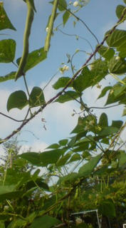 ���̃J�[�e��