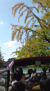 �X�J�C�o�X