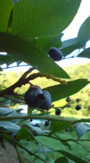 �Ђ��炵�𕷂��Ȃ���